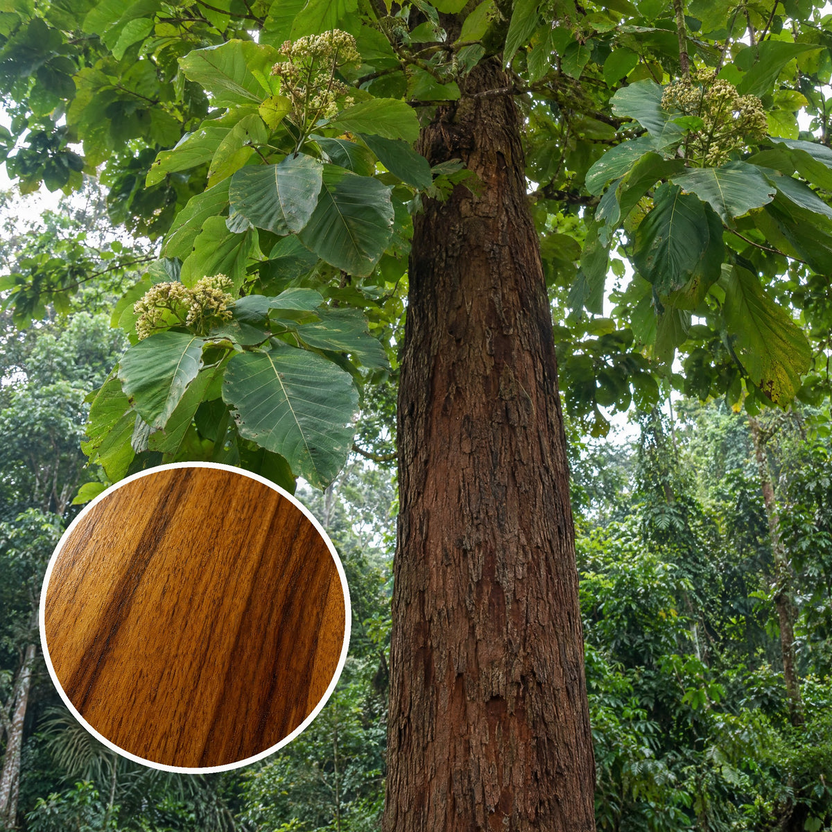 A tall teak tree on Java with a close-up of teak grain